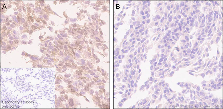 Immunohistochemistry (Formalin/PFA-fixed paraffin-embedded sections) - Anti-FGF13 antibody [EPR29561-52] (AB325168)