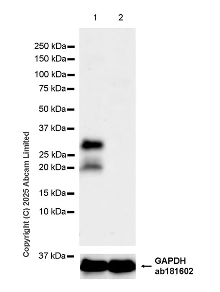 Western blot - Anti-FGF13 antibody [EPR29561-52] (AB325168)