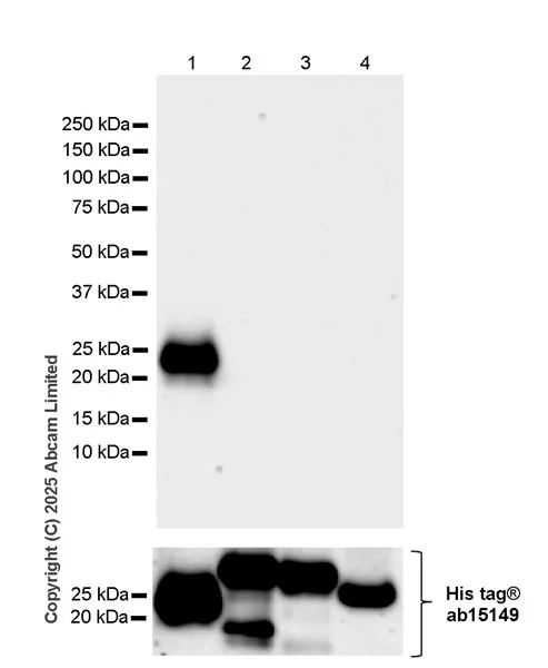 Western blot - Anti-FGF13 antibody [EPR29561-52] (AB325168)