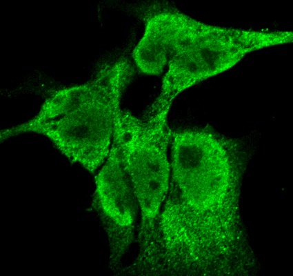 Immunocytochemistry/ Immunofluorescence - Anti-FGF13 antibody [N235/22] (AB186300)