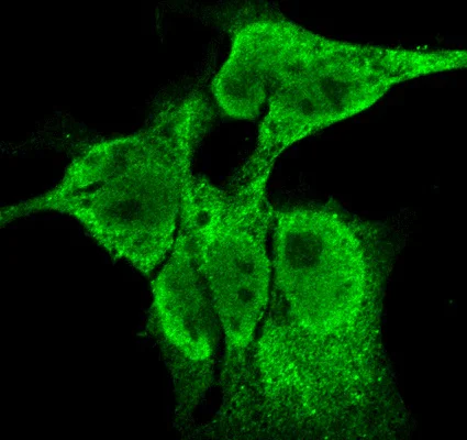 Immunocytochemistry/ Immunofluorescence - Anti-FGF13 antibody [N235/22] (AB186300)