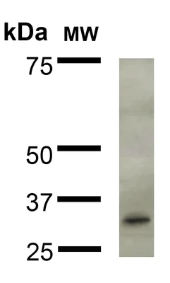 Western blot - Anti-FGF13 antibody [N235/22] (AB186300)