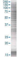 SDS-PAGE - FGF13 overexpression 293T lysate (whole cell) (AB94178)