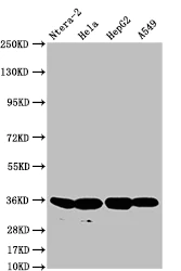 Western blot - Anti-FGF19 antibody [11H3] (AB314023)