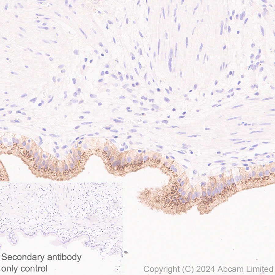 Immunohistochemistry (Formalin/PFA-fixed paraffin-embedded sections) - Anti-FGF19 antibody [EPR29017-89] - BSA and Azide free (AB320830), expandable thumbnail