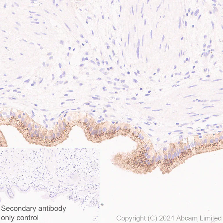 Immunohistochemistry (Formalin/PFA-fixed paraffin-embedded sections) - Anti-FGF19 antibody [EPR29017-89] - BSA and Azide free (AB320830)