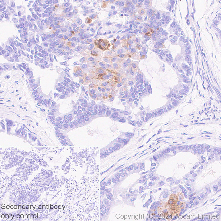 Immunohistochemistry (Formalin/PFA-fixed paraffin-embedded sections) - Anti-FGF19 antibody [EPR29017-89] - BSA and Azide free (ab320830), expandable thumbnail