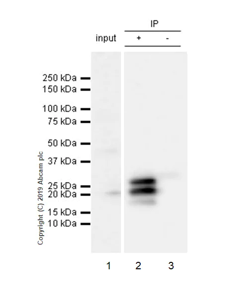 Immunoprecipitation - Anti-FGF2 antibody [EP1735] (AB92337)