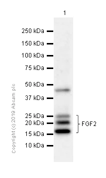 Western blot - Anti-FGF2 antibody [EP1735] (AB92337)