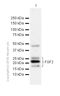Western blot - Anti-FGF2 antibody [EP1735] (AB92337)