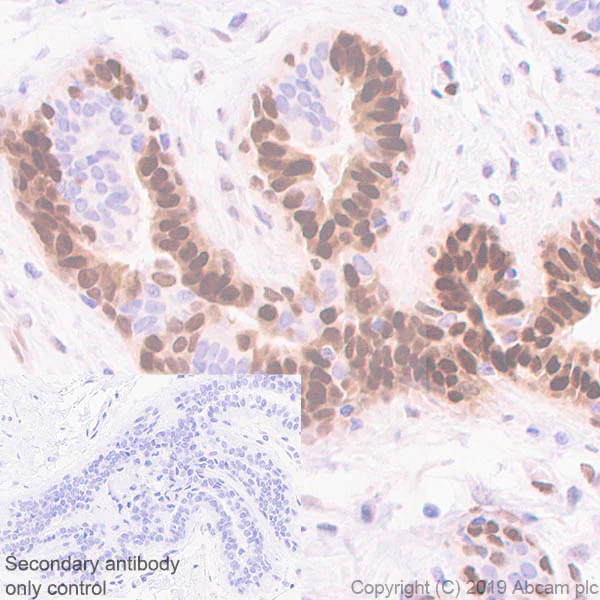 Immunohistochemistry (Formalin/PFA-fixed paraffin-embedded sections) - Anti-FGF2 antibody [EP1735] - BSA and Azide free (AB246354)