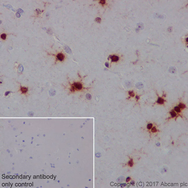Immunohistochemistry (Formalin/PFA-fixed paraffin-embedded sections) - Anti-FGF2 antibody [EP1735] - BSA and Azide free (AB246354)
