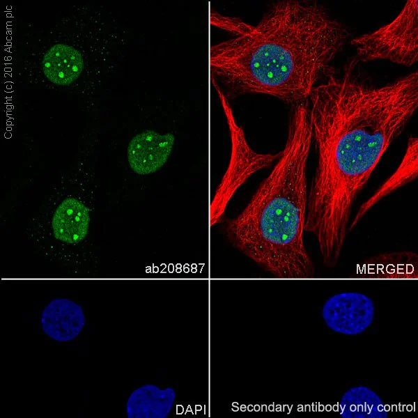 Immunocytochemistry/ Immunofluorescence - Anti-FGF2 antibody [EPR20145-219] (AB208687)
