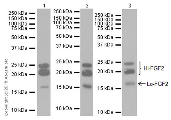 Western blot - Anti-FGF2 antibody [EPR20145-219] (AB208687), expandable thumbnail