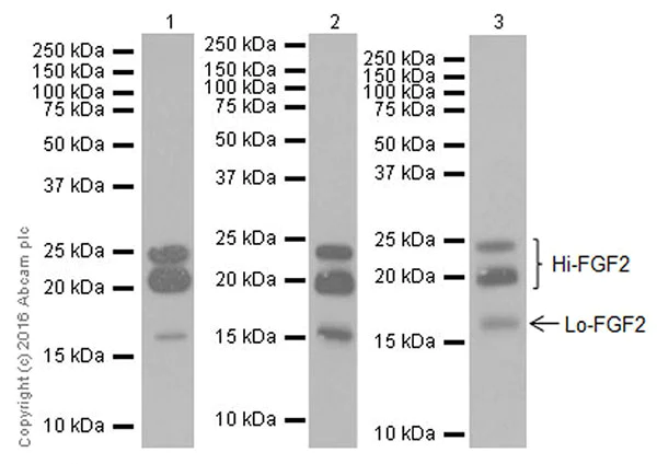 Western blot - Anti-FGF2 antibody [EPR20145-219] (AB208687)