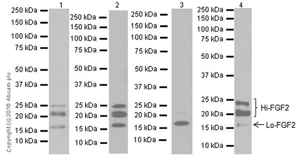 Western blot - Anti-FGF2 antibody [EPR20145-219] (AB208687), expandable thumbnail