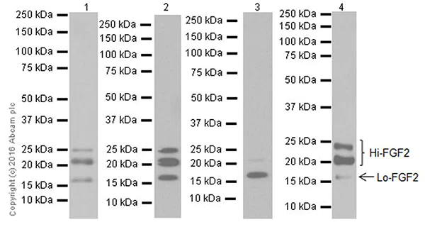 Western blot - Anti-FGF2 antibody [EPR20145-219] (AB208687)