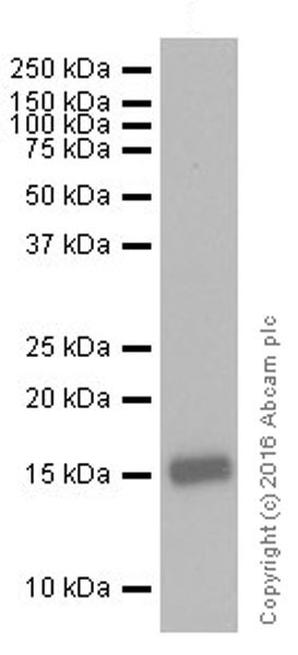 Western blot - Anti-FGF2 antibody [EPR20145-219] (AB208687), expandable thumbnail