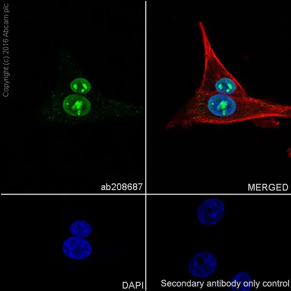 Immunocytochemistry/ Immunofluorescence - Anti-FGF2 antibody [EPR20145-219] - BSA and Azide free (AB271983)