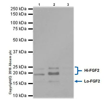 Immunoprecipitation - Anti-FGF2 antibody [EPR20145-219] - BSA and Azide free (AB271983)