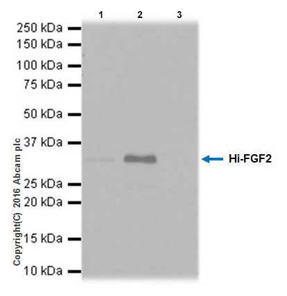 Immunoprecipitation - Anti-FGF2 antibody [EPR20145-227] (AB215373)