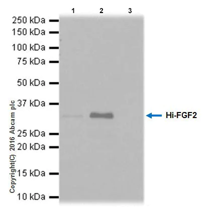 Immunoprecipitation - Anti-FGF2 antibody [EPR20145-227] (AB215373)
