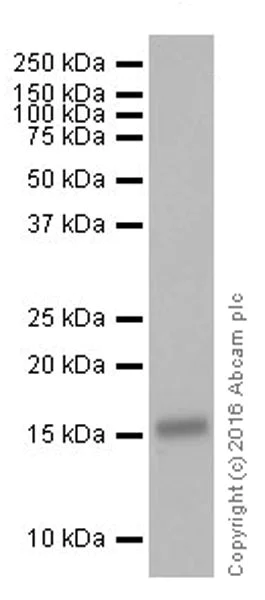 Western blot - Anti-FGF2 antibody [EPR20145-227] (AB215373)