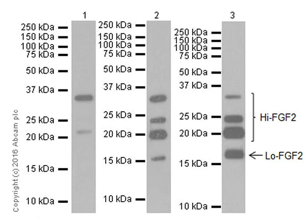 Western blot - Anti-FGF2 antibody [EPR20145-227] (AB215373)
