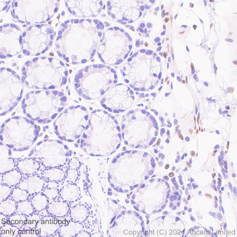 Immunohistochemistry (Formalin/PFA-fixed paraffin-embedded sections) - Anti-FGF2 antibody [EPR29019-77] (AB321990)