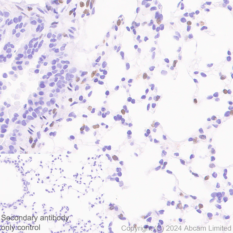Immunohistochemistry (Formalin/PFA-fixed paraffin-embedded sections) - Anti-FGF2 antibody [EPR29019-77] (AB321990)