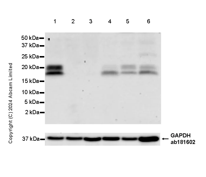 Western blot - Anti-FGF2 antibody [EPR29019-77] (AB321990)