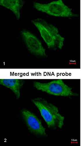 Immunocytochemistry/ Immunofluorescence - Anti-FGF21 antibody (AB137715), expandable thumbnail