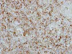 Immunohistochemistry (Formalin/PFA-fixed paraffin-embedded sections) - Anti-FGF21 antibody (AB137715), expandable thumbnail