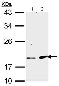 Western blot - Anti-FGF21 antibody (AB137715)
