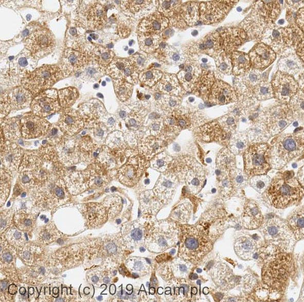 Immunohistochemistry (Formalin/PFA-fixed paraffin-embedded sections) - Anti-FGF21 antibody (AB66564)