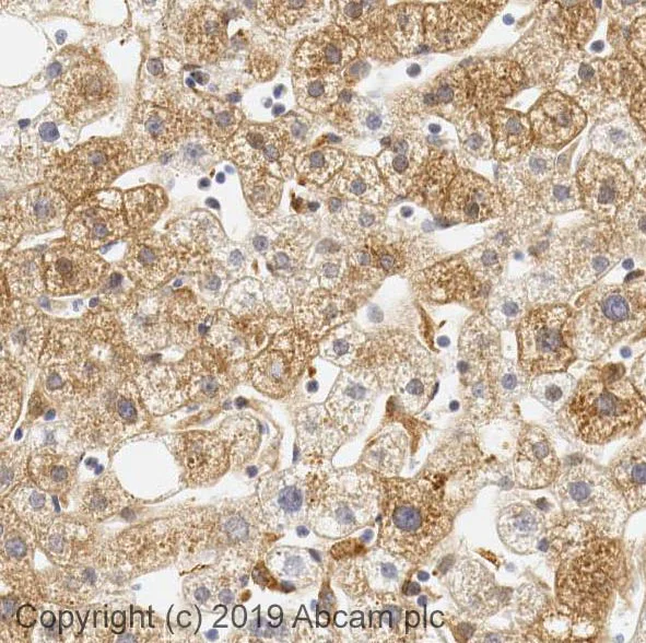 Immunohistochemistry (Formalin/PFA-fixed paraffin-embedded sections) - Anti-FGF21 antibody (AB66564)