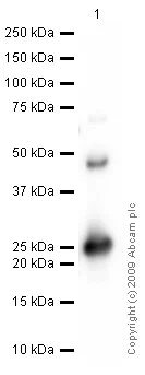 Western blot - Anti-FGF21 antibody (AB66564)