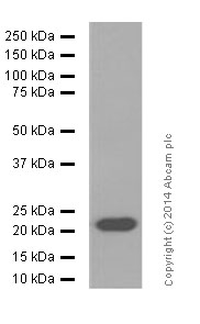 Western blot - Anti-FGF21 antibody [EPR8314(2)] (AB171941), expandable thumbnail