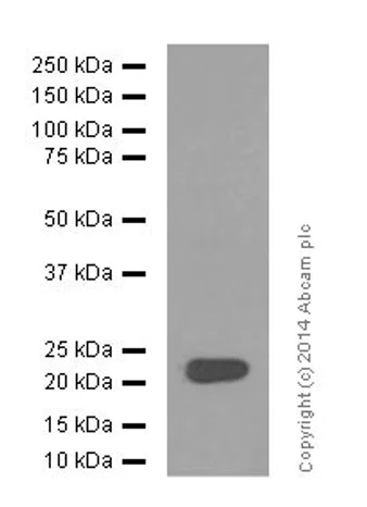 Western blot - Anti-FGF21 antibody [EPR8314(2)] - BSA and Azide free (AB271925)