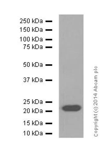 Western blot - Anti-FGF21 antibody [EPR8314(2)] - BSA and Azide free (AB271925)