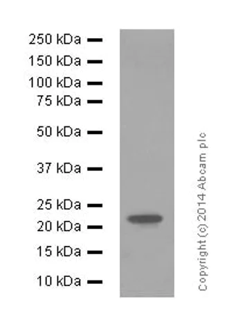 Western blot - Anti-FGF21 antibody [EPR8314(2)] - Low endotoxin, Azide free (AB219368)