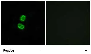 Immunocytochemistry/ Immunofluorescence - Anti-FGF22 antibody (AB74860)