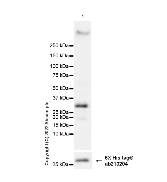 Western blot - Anti-FGF23 antibody [EPR25309-57] (AB307420)