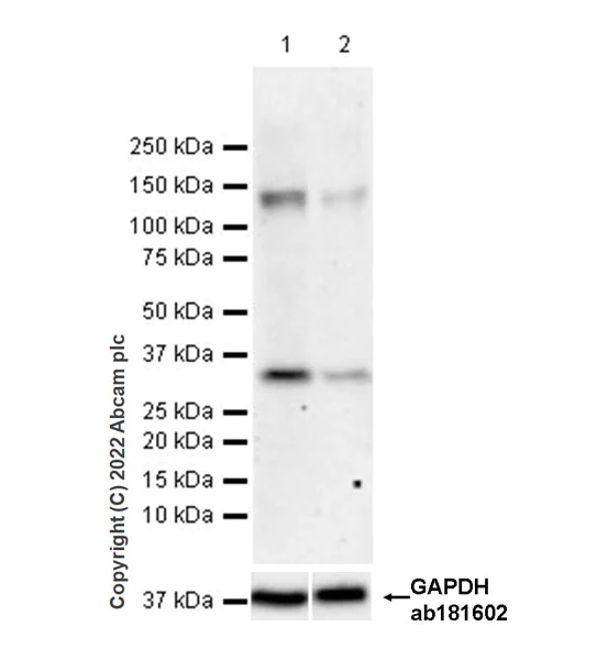 Western blot - Anti-FGF23 antibody [EPR25309-57] (AB307420)