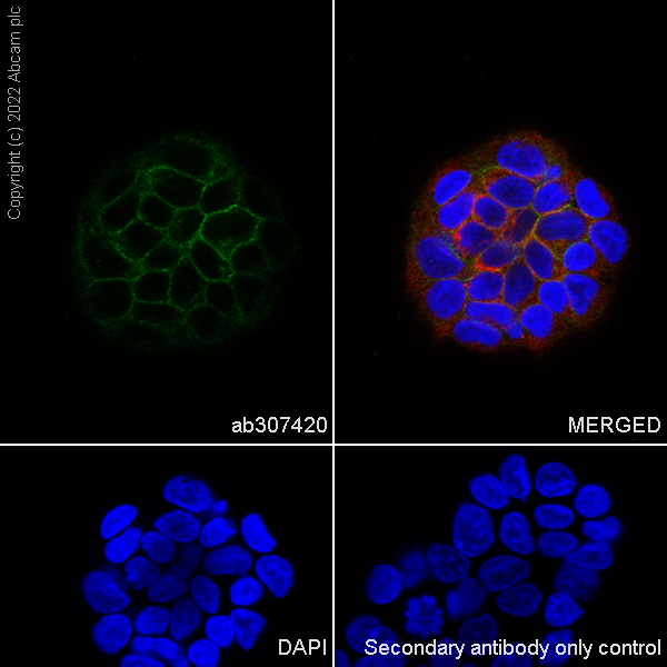 Immunocytochemistry/ Immunofluorescence - Anti-FGF23 antibody [EPR25309-57] - BSA and Azide free (ab307421), expandable thumbnail