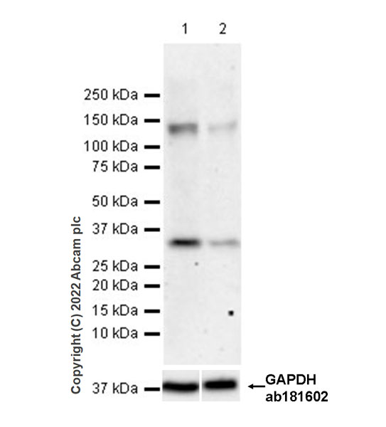 Western blot - Anti-FGF23 antibody [EPR25309-57] - BSA and Azide free (AB307421), expandable thumbnail