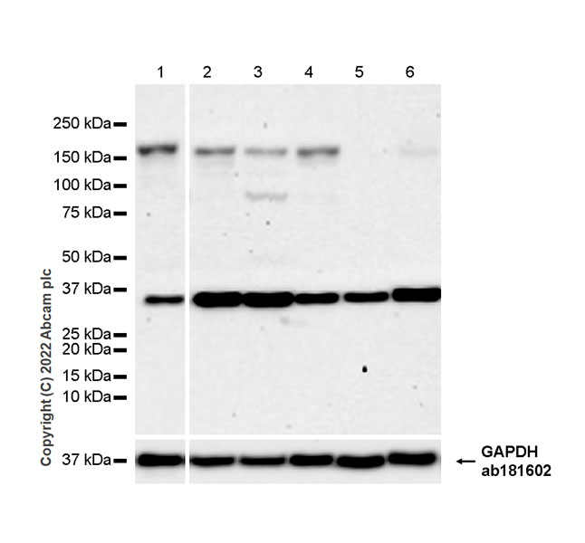 Western blot - Anti-FGF23 antibody [EPR25309-57] - BSA and Azide free (AB307421), expandable thumbnail