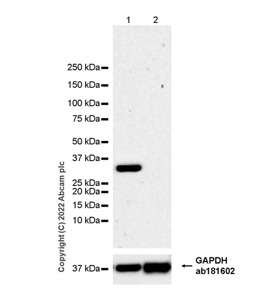 Western blot - Anti-FGF23 antibody [EPR25309-57] - BSA and Azide free (AB307421), expandable thumbnail