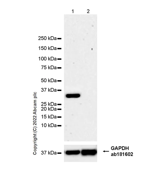 Western blot - Anti-FGF23 antibody [EPR25309-57] - BSA and Azide free (AB307421)