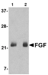 Western blot - Anti-FGF4 antibody (AB106355)